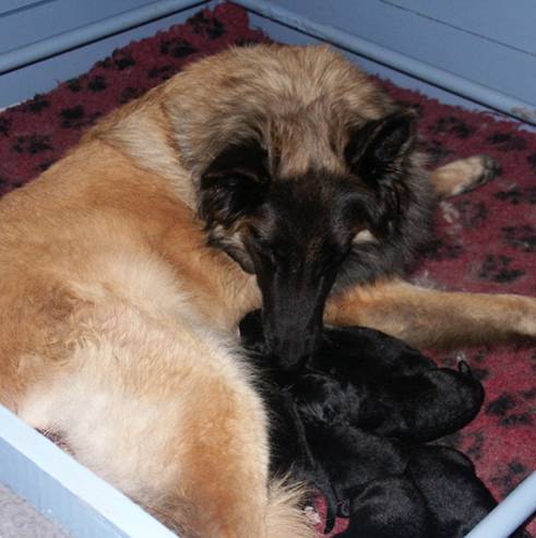 R litter 18032014 Baci and puppies 1 sml.jpg