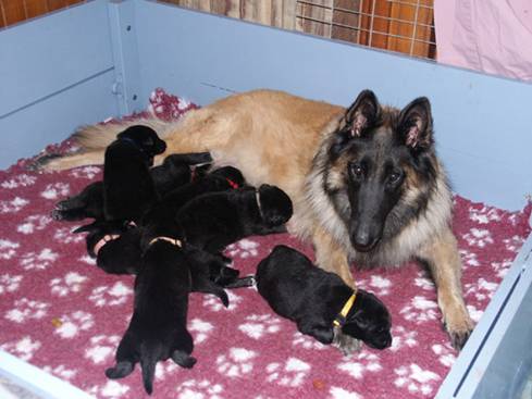 R litter Baci and her babes 29032014 sml.jpg