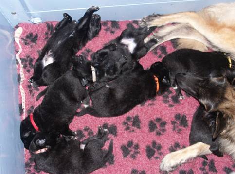 R litter Baci and her babes 26032014 1 sml.jpg