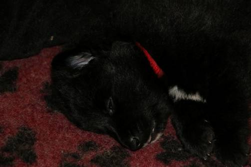 R litter puppy sleeping 09042014 1sml.jpg