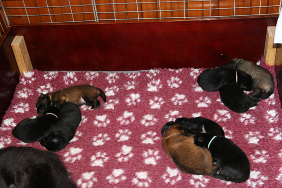 Lani puppies evenly divided 31082017w.jpg