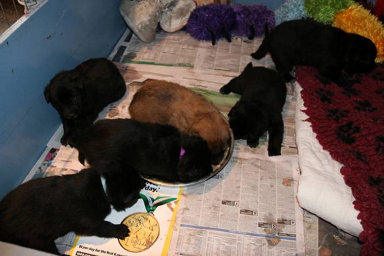 Lani puppies first meal 14052018 1s.jpg
