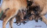 Laurie and pups 29042011.jpg