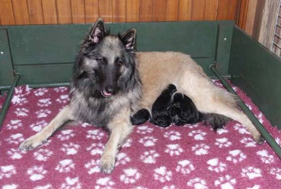 Zara and her puppies 20102013.jpg